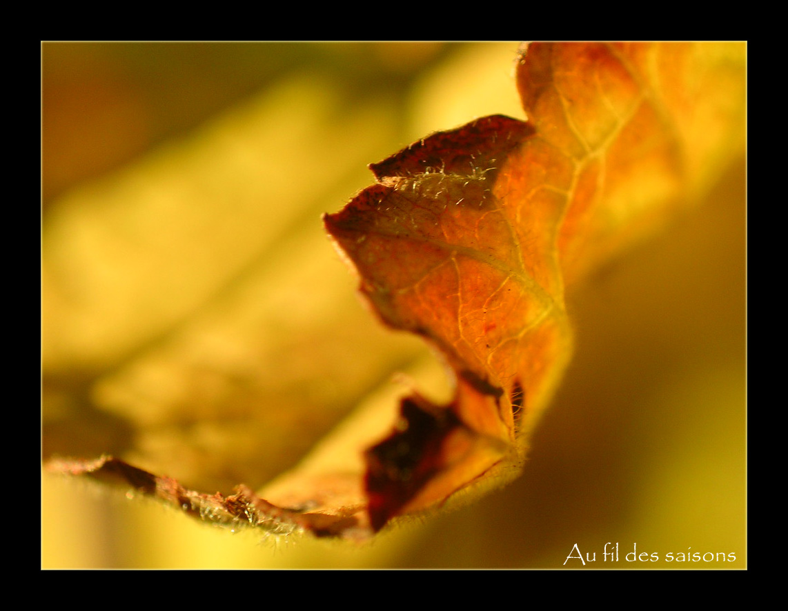 Wallpapers Nature Seasons - Fall Feuille d\'automne