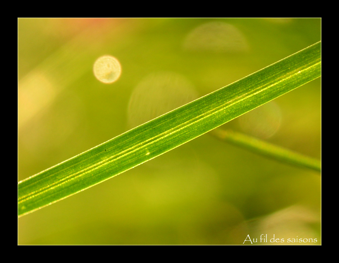 Wallpapers Nature Leaves - Foliage Un brin d'herbe du gazon.