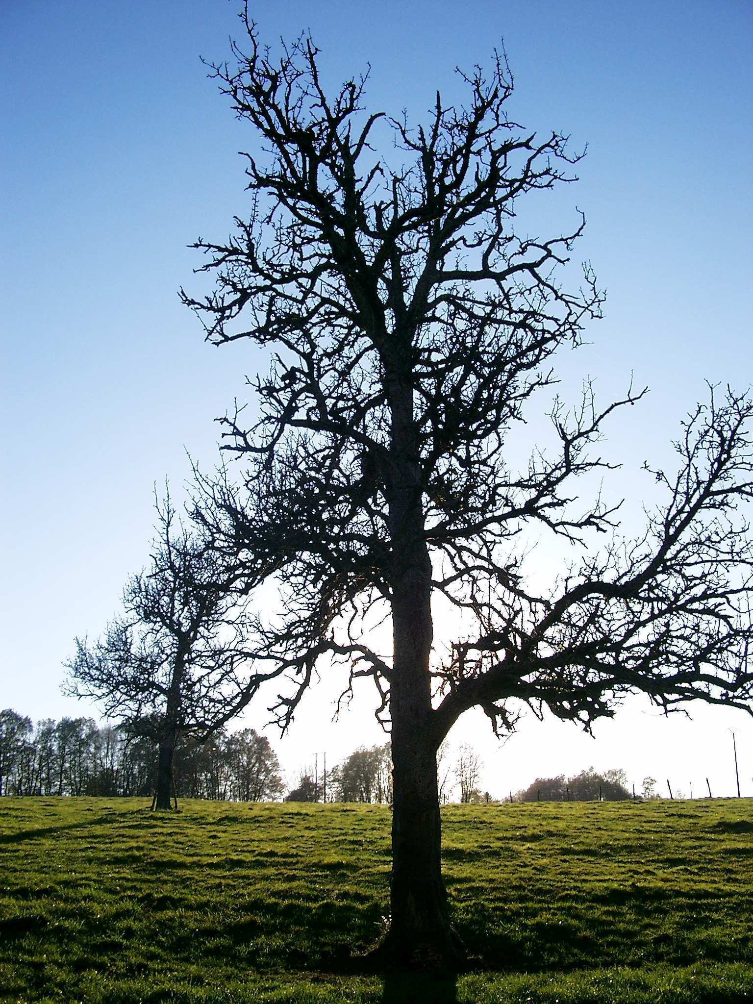 Wallpapers Nature Trees - Forests 