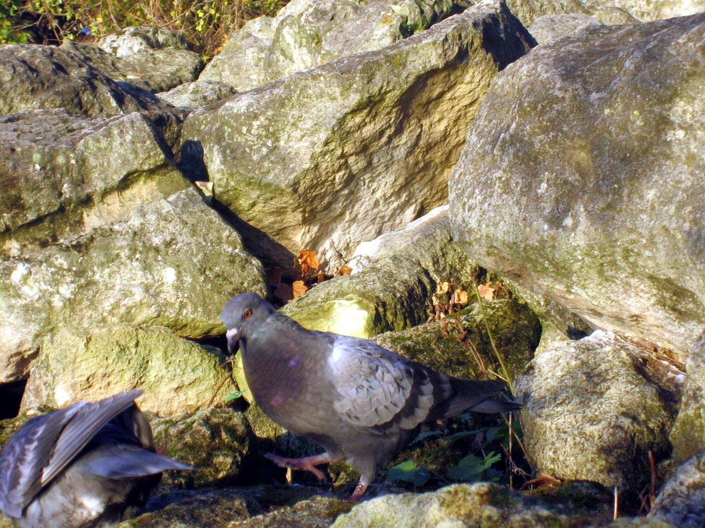 Wallpapers Animals Birds - Pigeons and Doves Pigeon!!