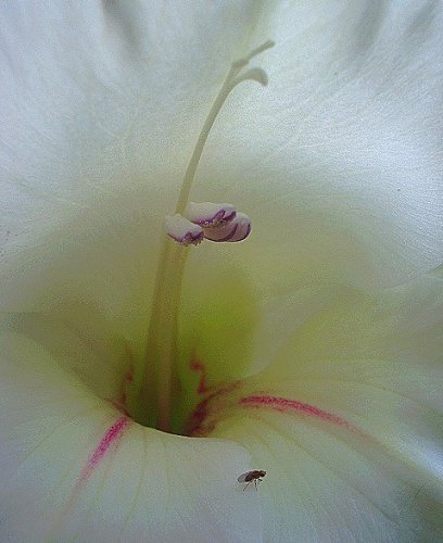 Fonds d'cran Nature Fleurs 