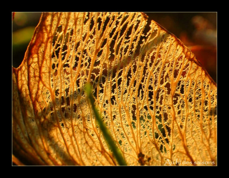 Fonds d'cran Nature Saisons - Automne Squelette vgtal,reste de tilleul