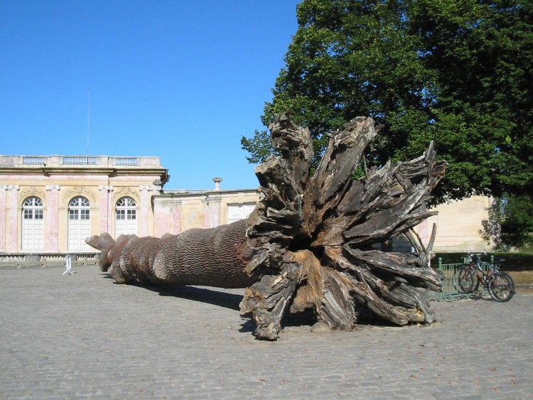 Fonds d'cran Nature Arbres - Forts Tronc d'arbre