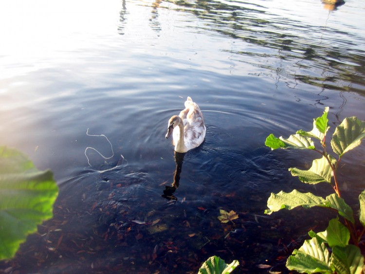 Fonds d'cran Animaux Oiseaux - Canards Cygne ado!!