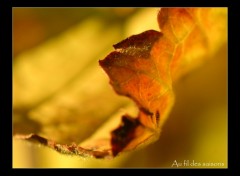 Wallpapers Nature Feuille d'automne