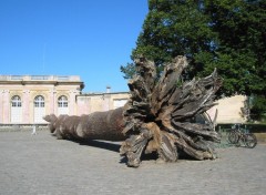 Fonds d'cran Nature Tronc d'arbre