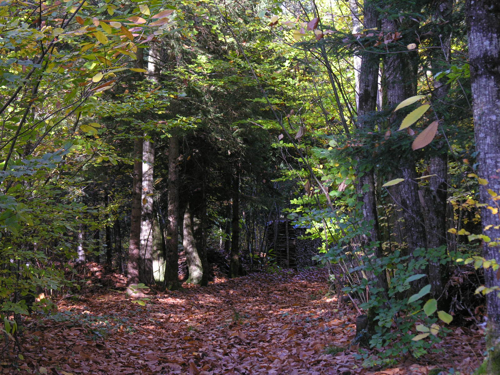 Fonds d'cran Nature Arbres - Forts 