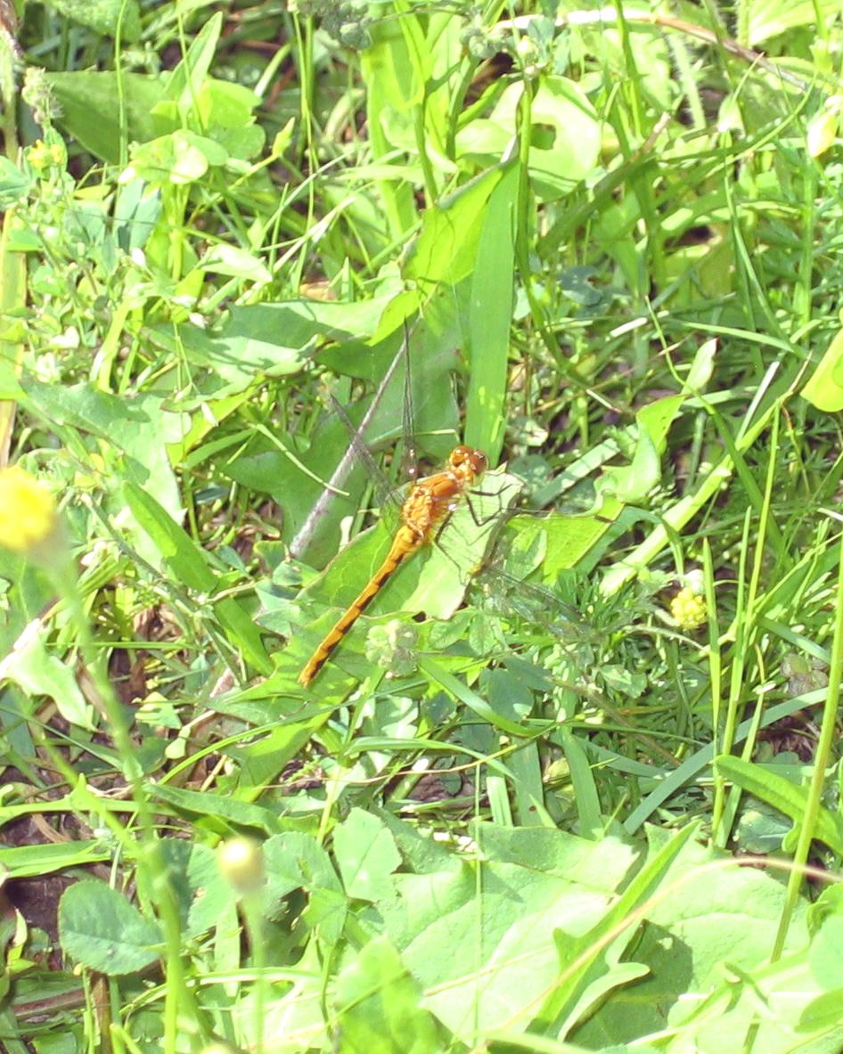 Fonds d'cran Animaux Insectes - Libellules La Libellule Tigre