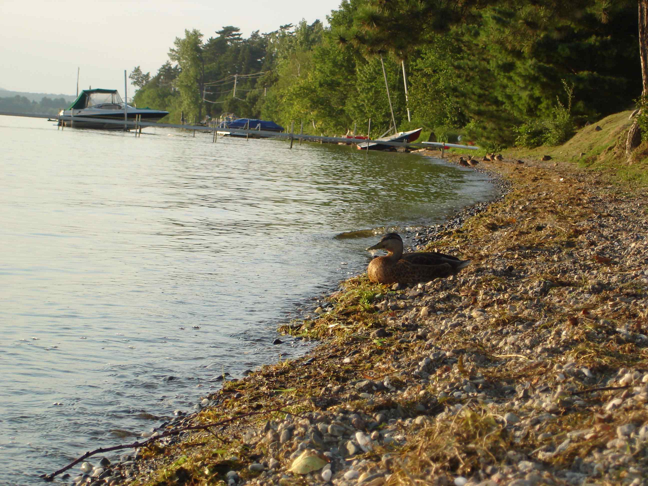 Fonds d'cran Animaux Oiseaux - Canards Canard qui relaxe, en profite un max !