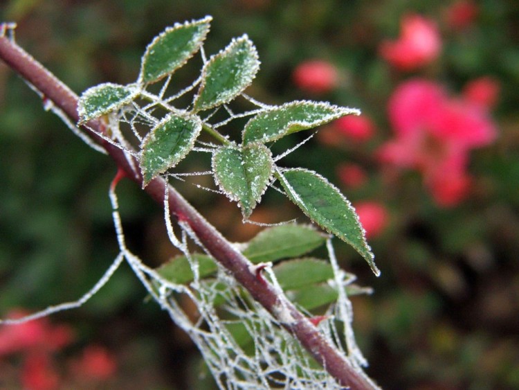 Fonds d'cran Nature Feuilles - Feuillages Saison du givre