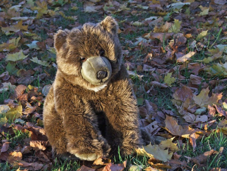 Fonds d'cran Objets Peluches Petit Ours Ti' Bear au soleil couchant...