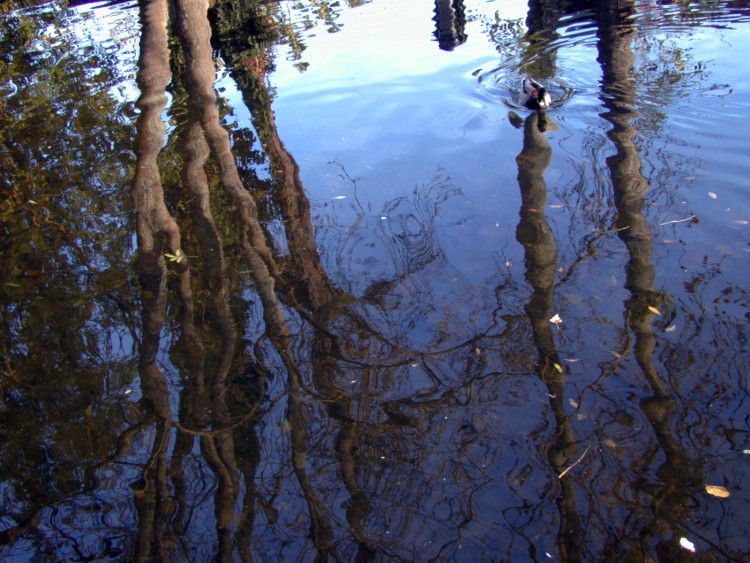 Wallpapers Nature Water - Reflection Reflets