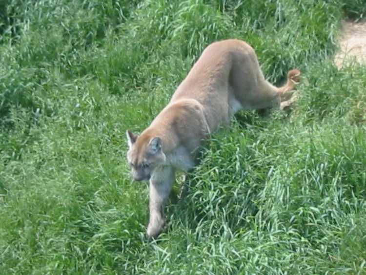 Fonds d'cran Animaux Flins - Pumas Couguar - Rserve Saint-Felicien au Qubec