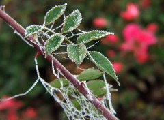 Fonds d'cran Nature Saison du givre