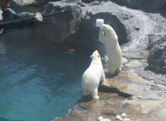 Fonds d'cran Animaux Ours blancs - Rserve Saint-Flicien - Qubec