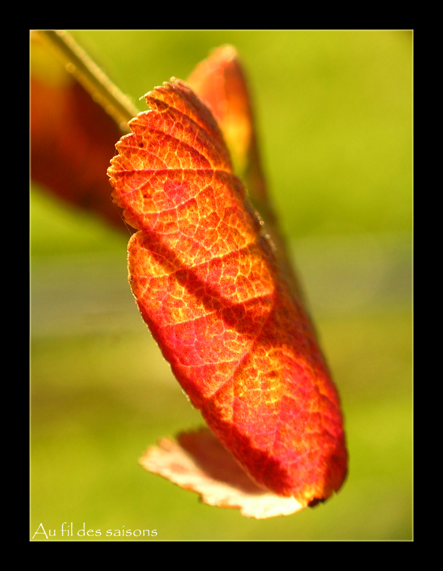 Fonds d'cran Nature Saisons - Automne Feuille d'automne