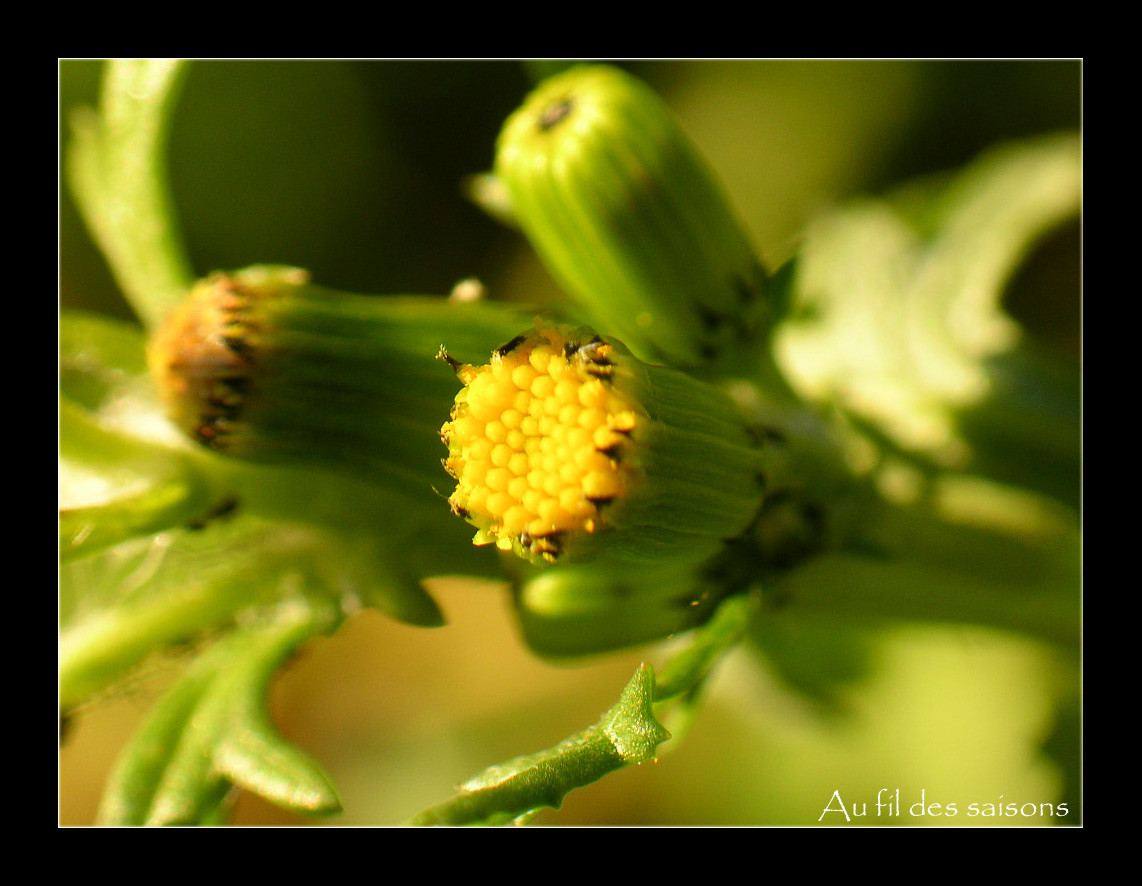 Fonds d'cran Nature Fleurs Fleur sauvage du jardin