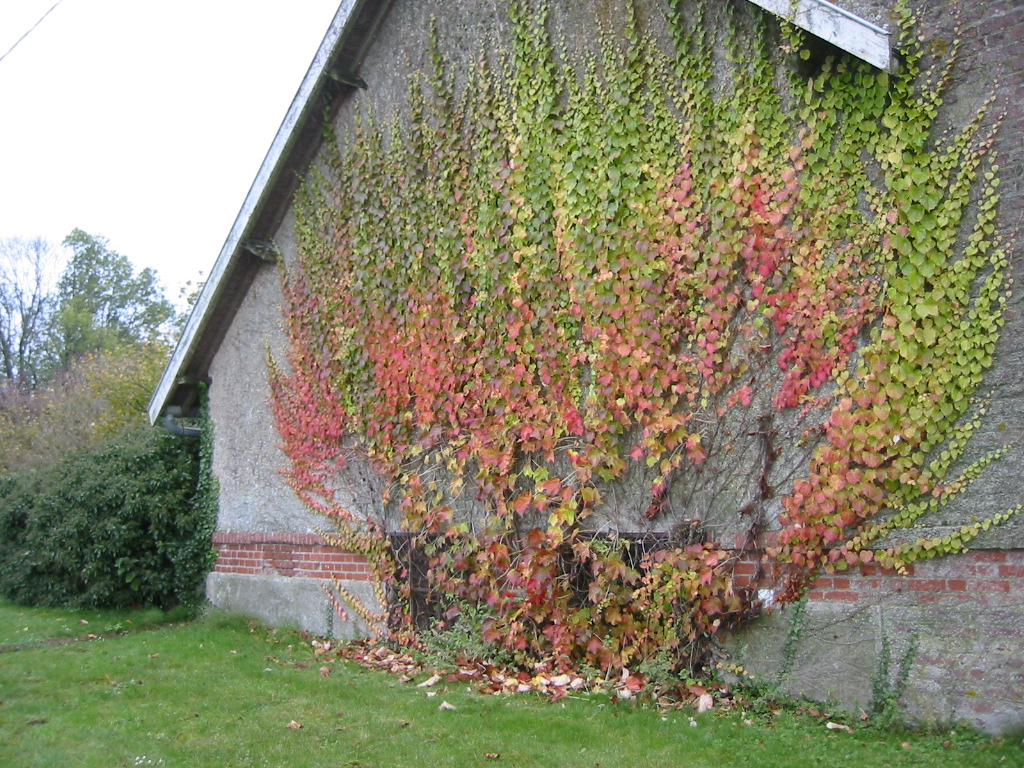 Wallpapers Nature Seasons - Fall Vigne vierge en Automne