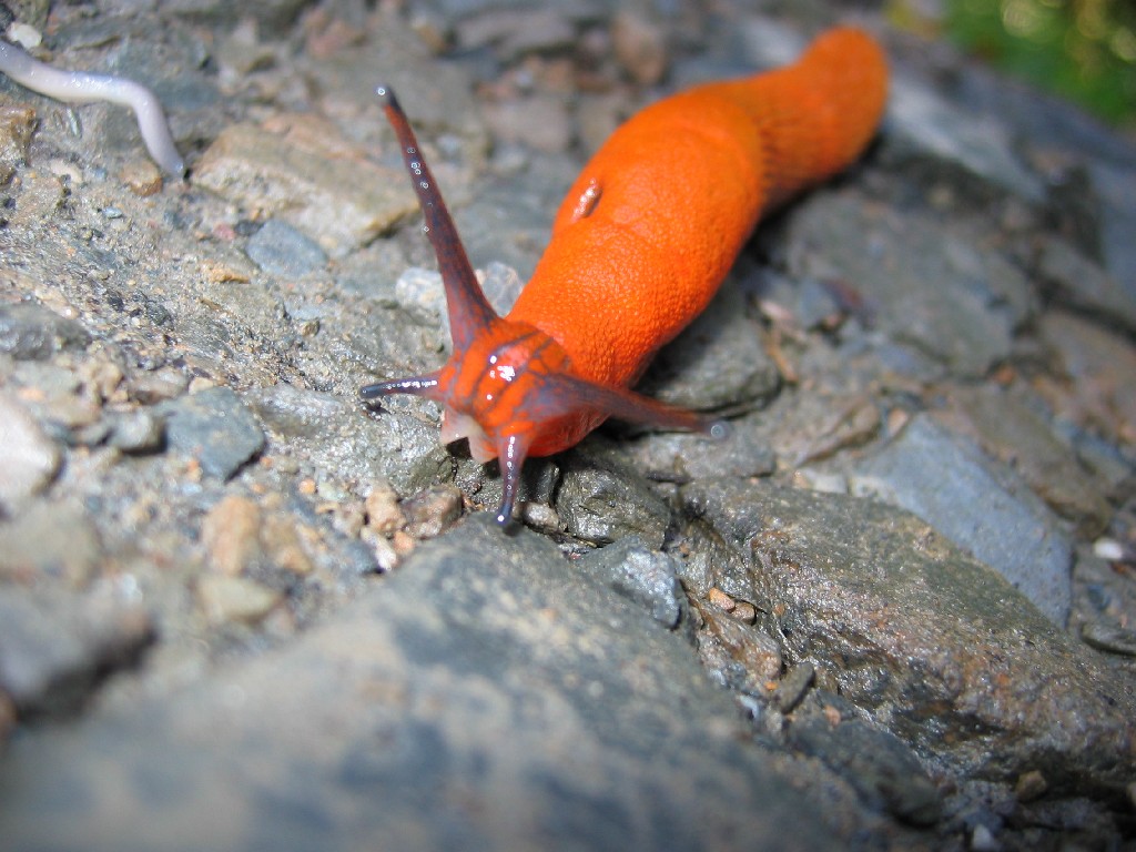 Fonds d'cran Animaux Divers Une belle limace