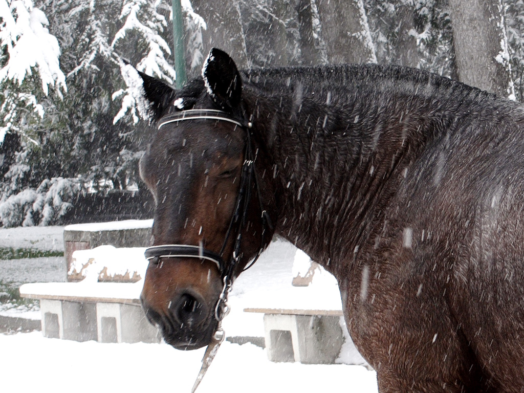 Wallpapers Animals Horses 