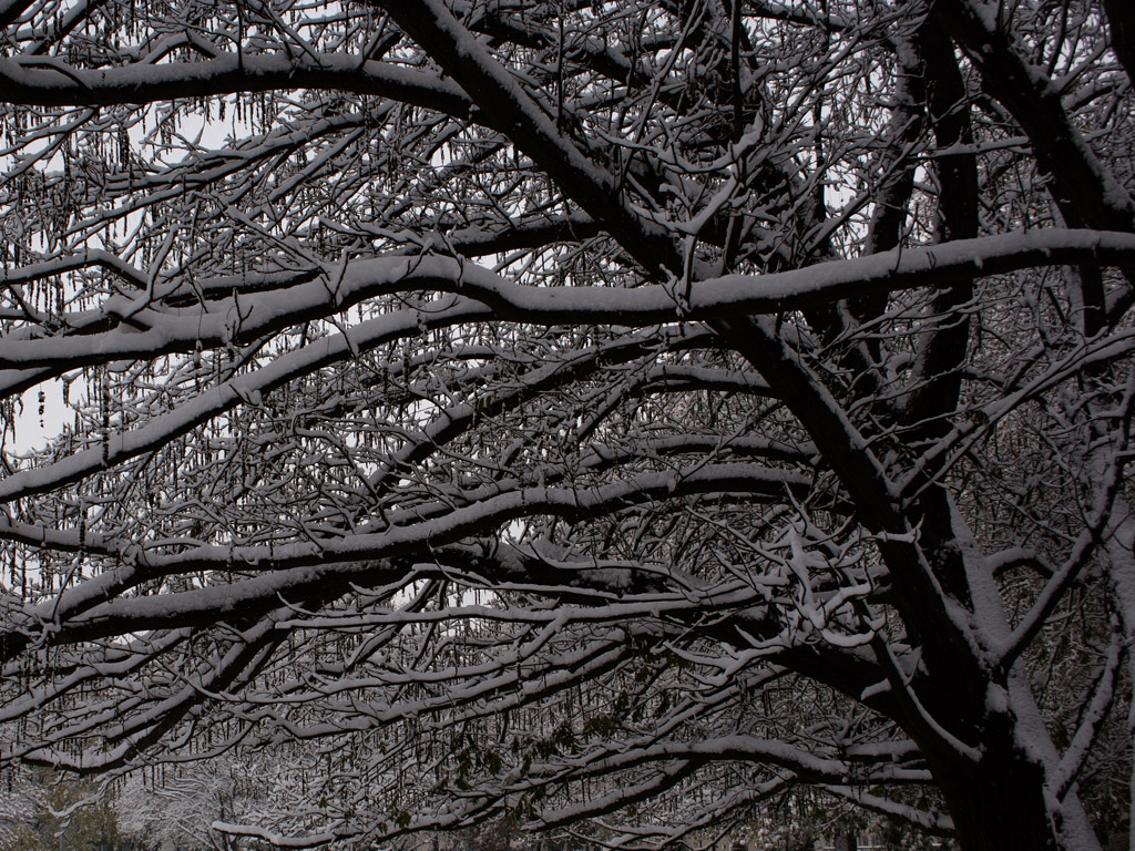 Fonds d'cran Nature Arbres - Forts 