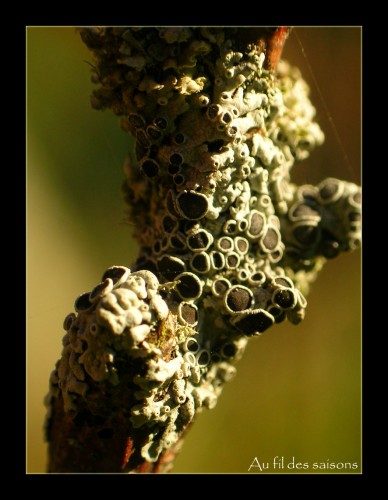 Fonds d'cran Nature Plantes - Arbustes Lichen sur groseiller.