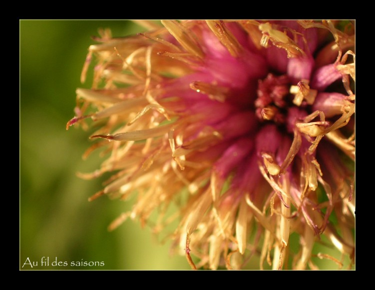 Fonds d'cran Nature Feux Fleur qui fane...