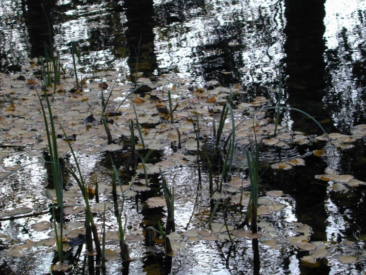 Wallpapers Nature Water - Reflection Reflets