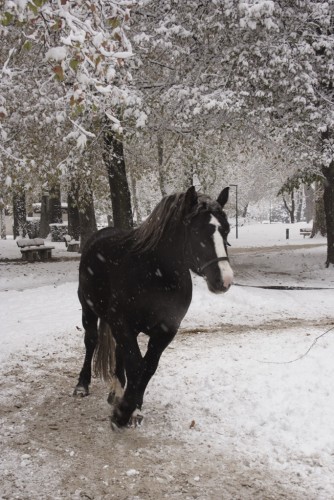 Fonds d'cran Animaux Chevaux Wallpaper N123176