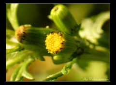 Fonds d'cran Nature Fleur sauvage du jardin