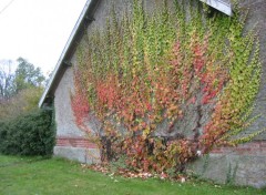 Wallpapers Nature Vigne vierge en Automne