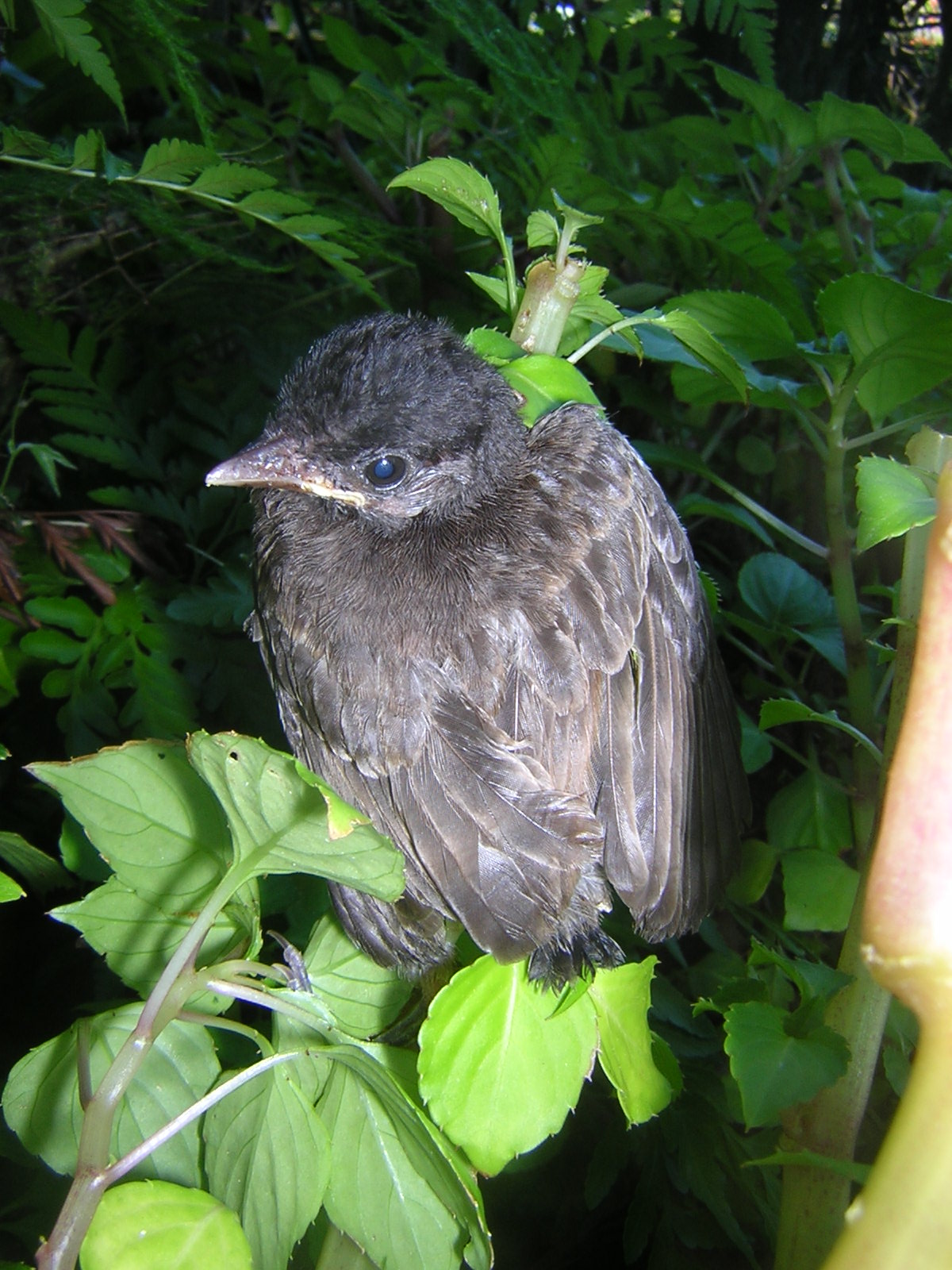 Fonds d'cran Animaux Oiseaux - Divers tomb du nid