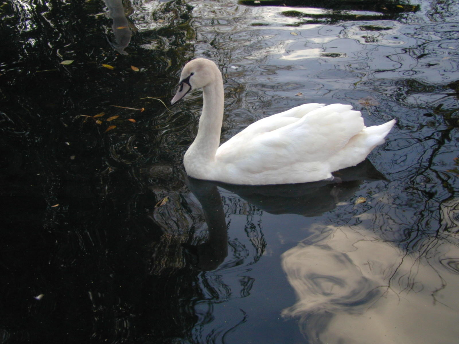 Fonds d'cran Animaux Oiseaux - Canards Cygne