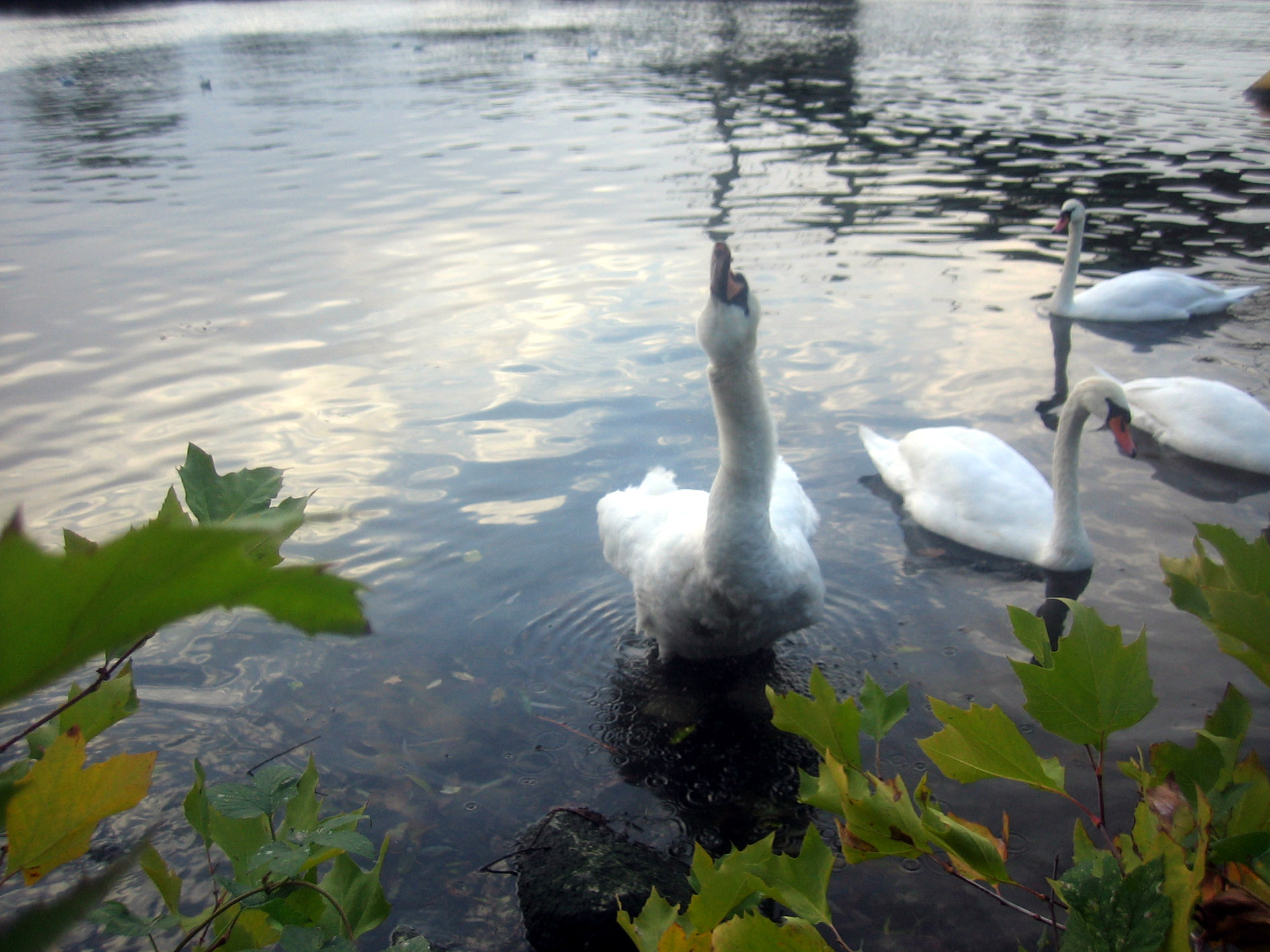 Fonds d'cran Animaux Oiseaux - Canards Il m'engueule !!