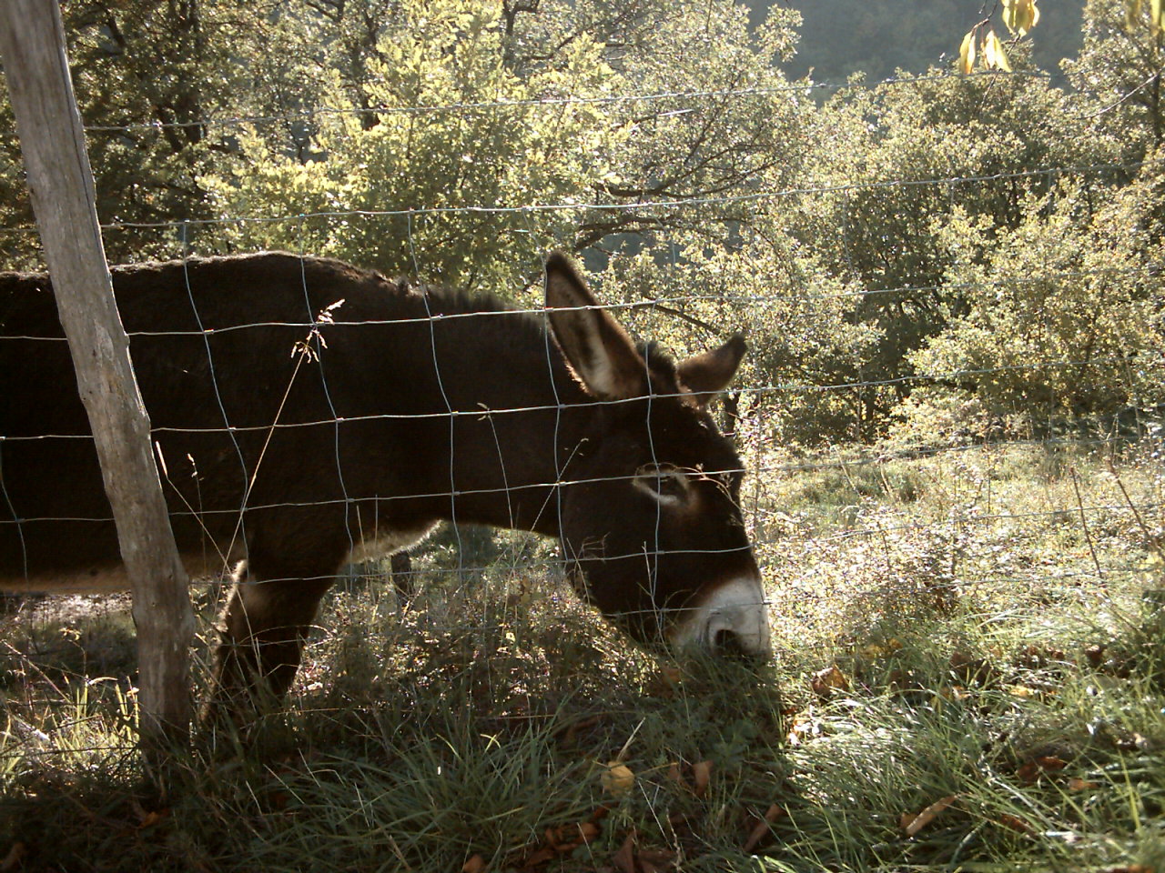 Wallpapers Animals Donkeys ane au environ du bouschet de pranles