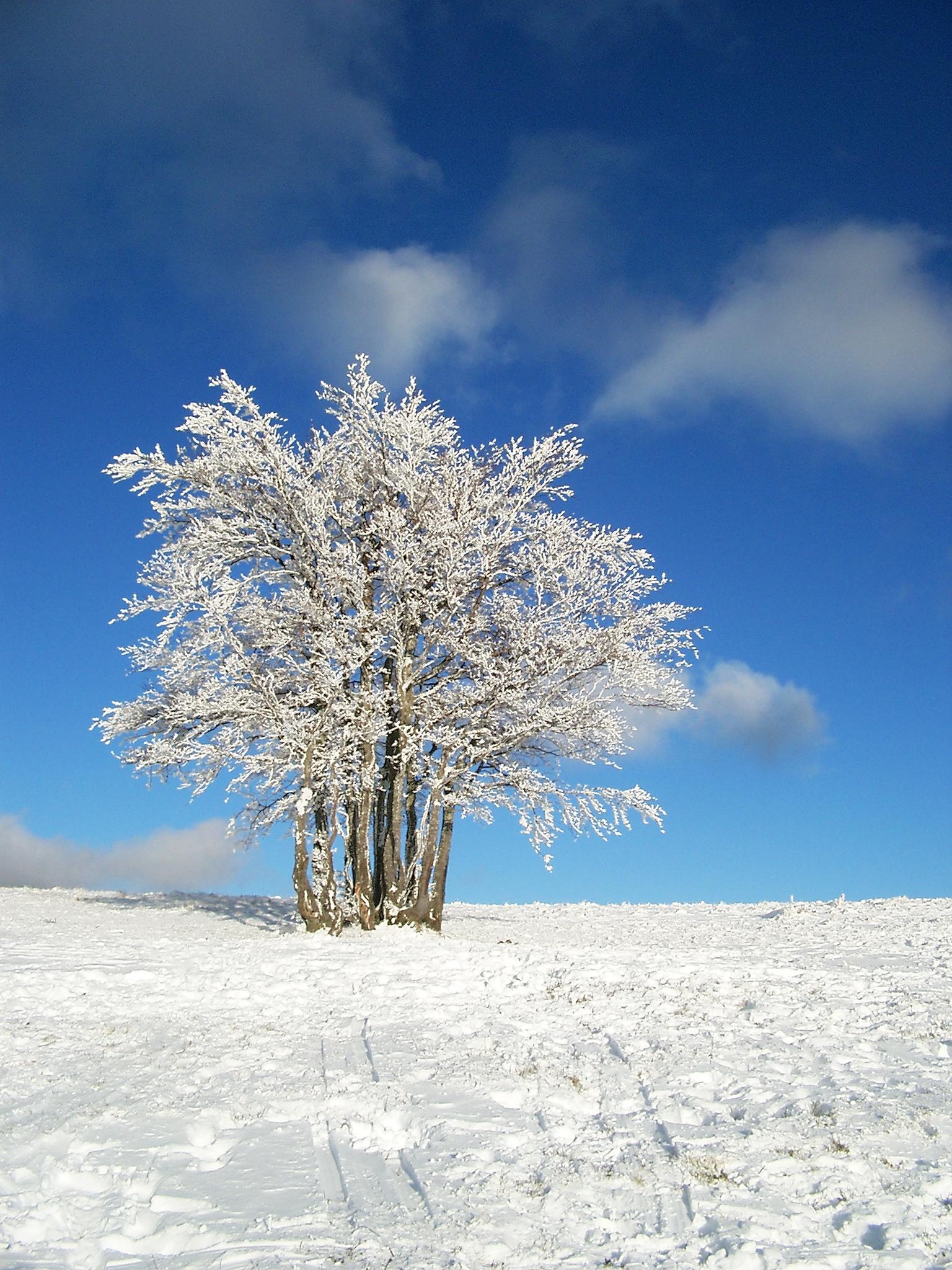 Wallpapers Nature Saisons - Winter Markstein