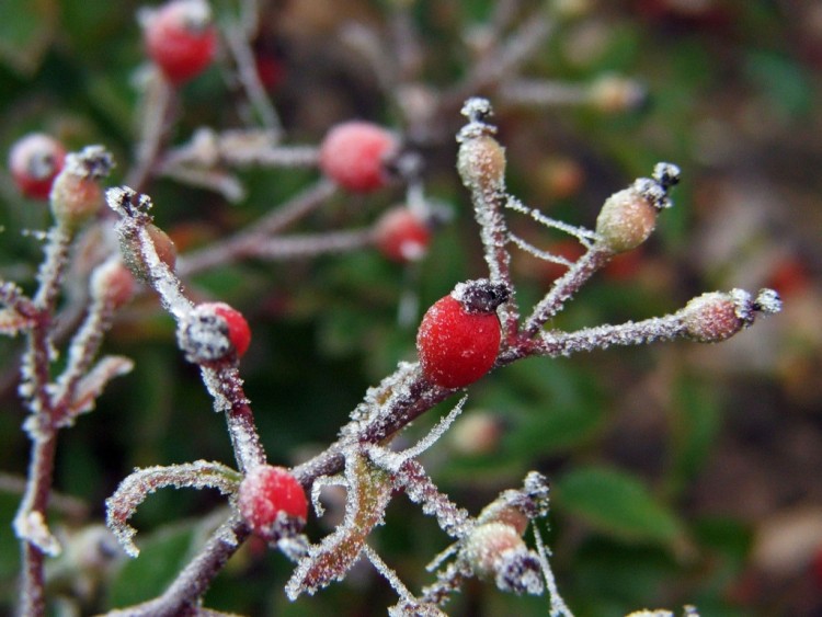 Fonds d'cran Nature Feuilles - Feuillages Saison du givre