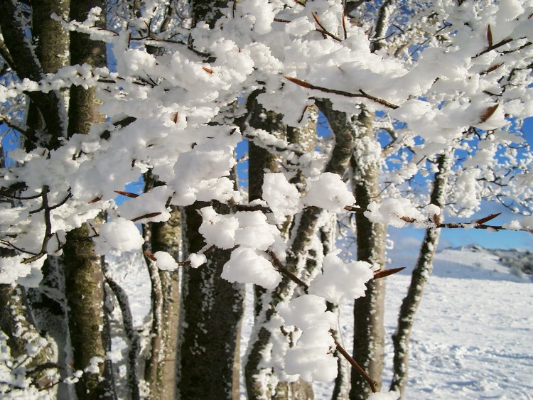 Fonds d'cran Nature Saisons - Hiver Fleurs de glace