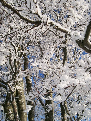 Fonds d'cran Nature Saisons - Hiver Fleurs de glace 2