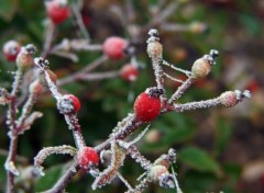 Fonds d'cran Nature Saison du givre