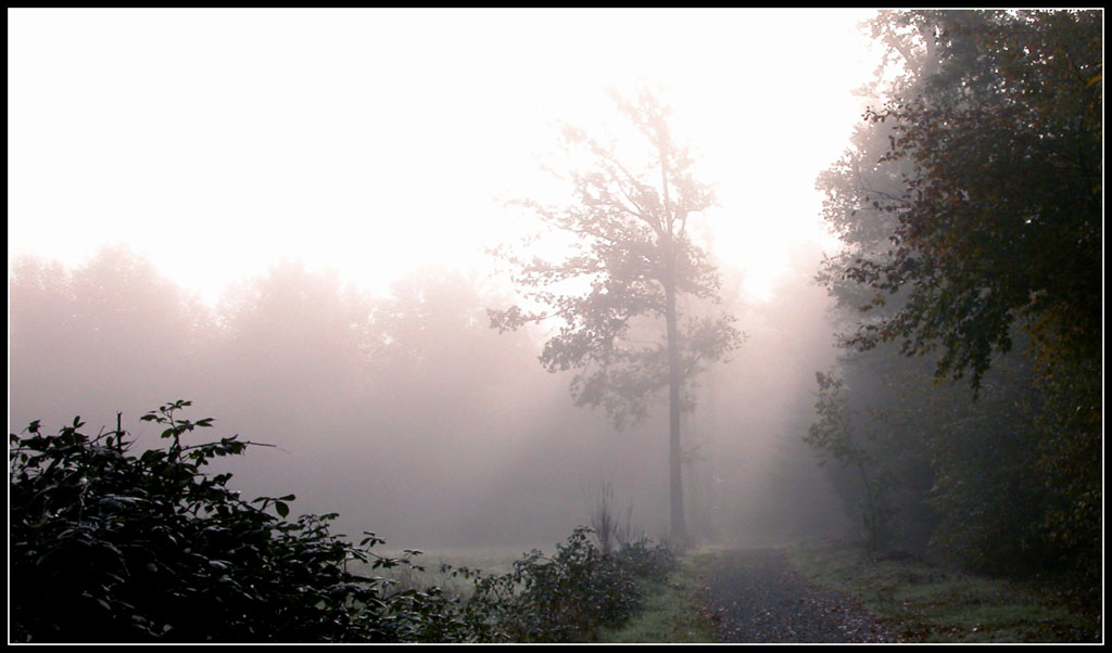 Wallpapers Nature Trees - Forests Matin brumeux