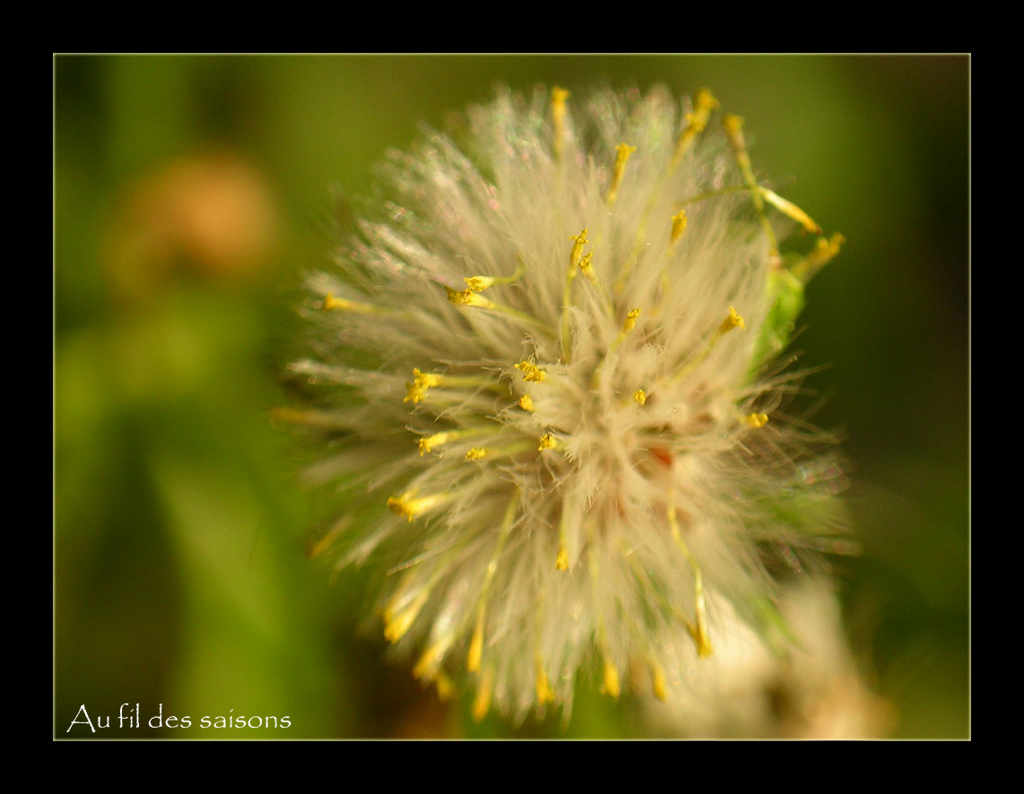 Fonds d'cran Nature Fleurs Pollen