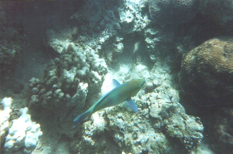 Fonds d'cran Animaux Vie marine - Poissons 