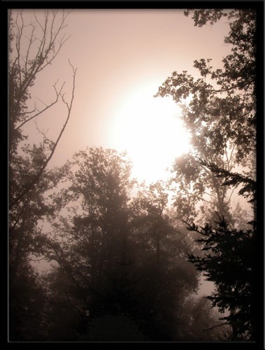 Fonds d'cran Nature Arbres - Forts Matin brumeux