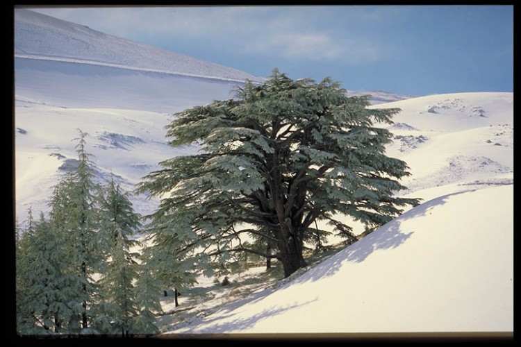 Fonds d'cran Nature Saisons - Hiver cedre du liban en hiver