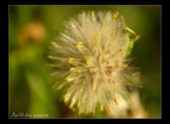 Fonds d'cran Nature Pollen