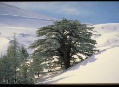 Fonds d'cran Nature cedre du liban en hiver