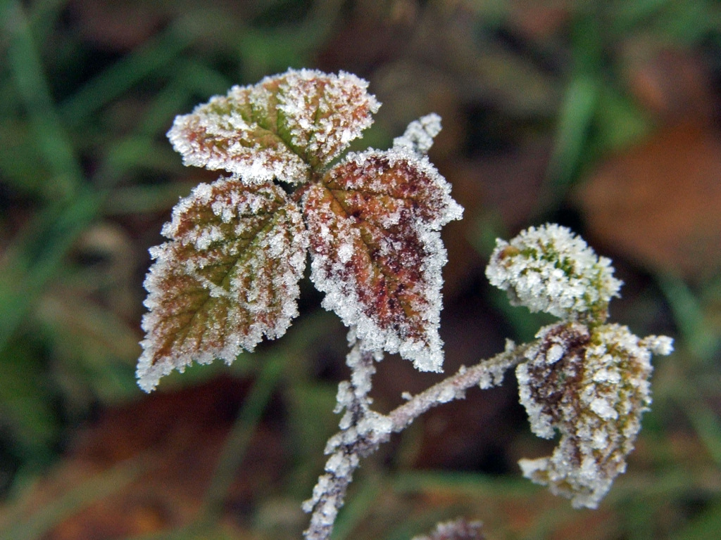 Wallpapers Nature Leaves - Foliage Saison du givre