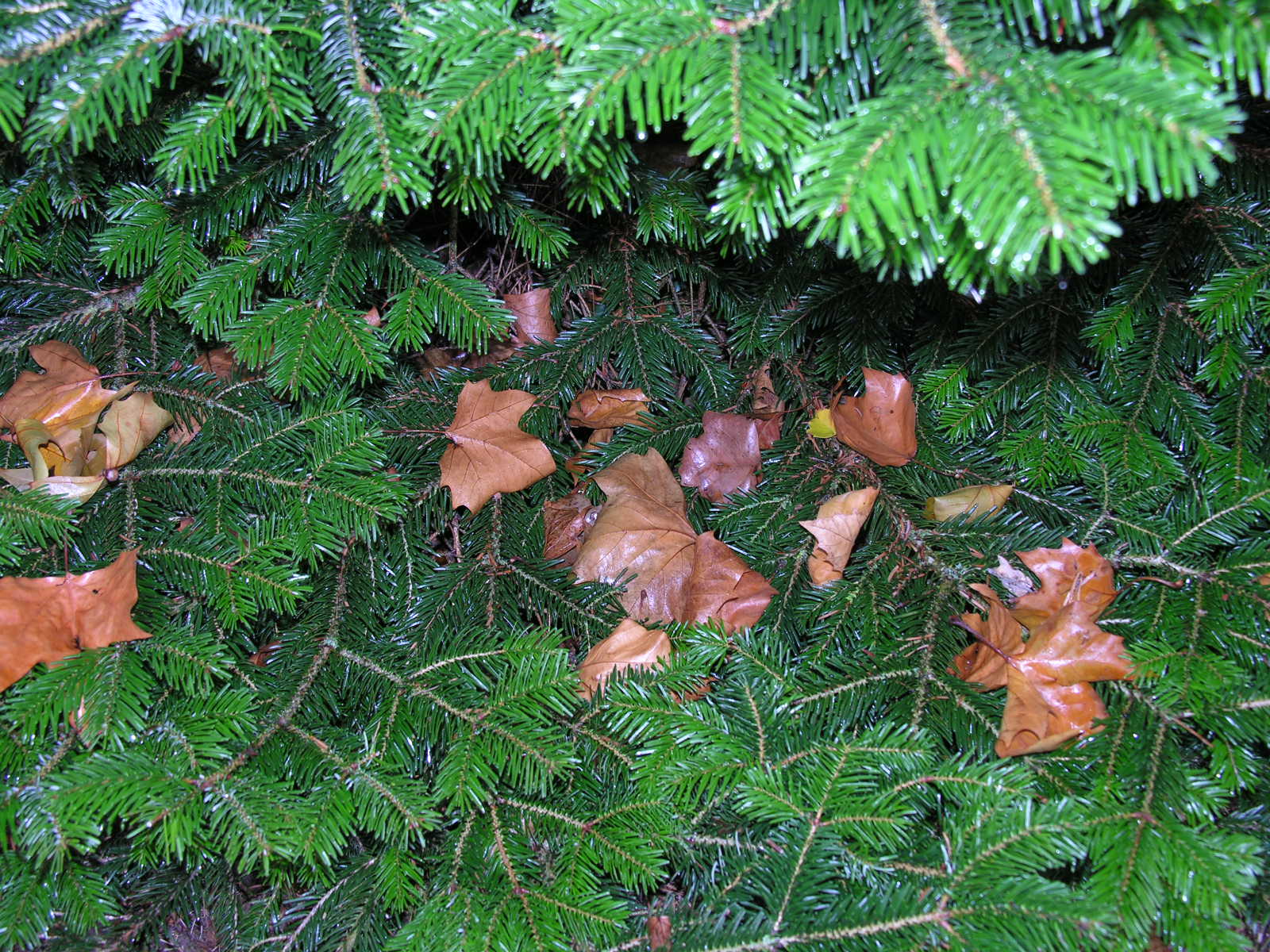 Fonds d'cran Nature Feuilles - Feuillages Approche de nol