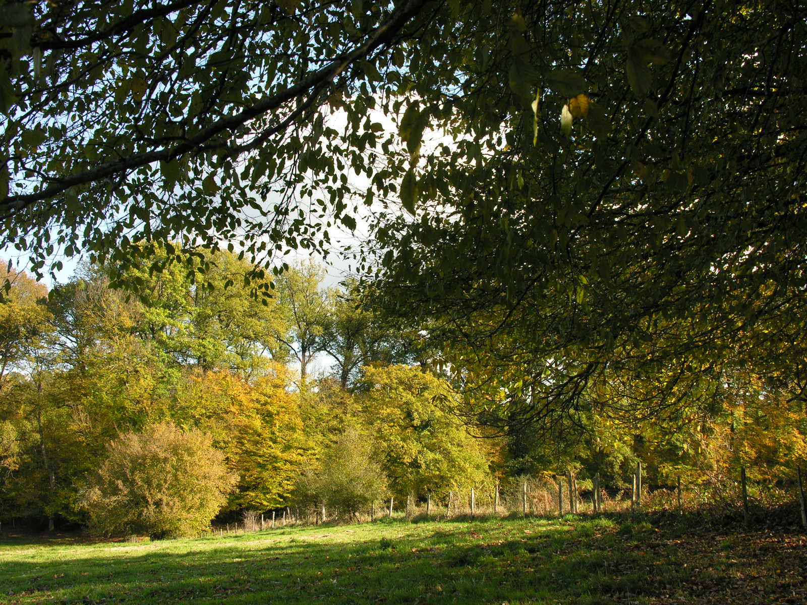 Fonds d'cran Nature Arbres - Forts 